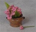 Blomma i fin kruka, 250512.JPG